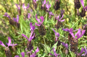 DSC_0082 - コピー (2).JPG